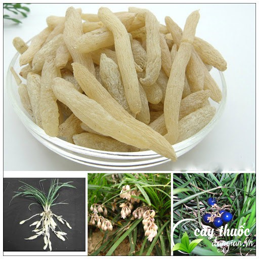 Bài thuốc chữa bệnh tử củ mạch môn